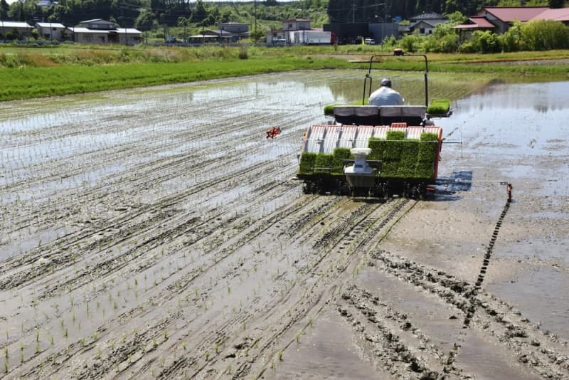 【農業】コメ作付面積拡大、4年ぶり水準　25年128万ha、価格高騰で